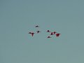 09_scarlet ibis